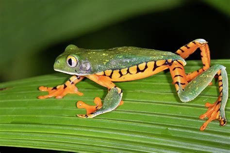 tiger leg tree frog|tiger legged monkey frogs.